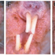 Illustration for article titled 10 Reasons Naked Mole Rats Will Inherit the Earth
